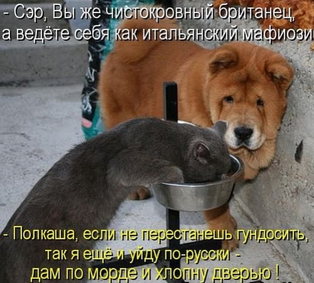 Картинки и мемы для настроения - 11