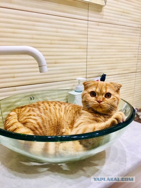 Начинаем котовторник.