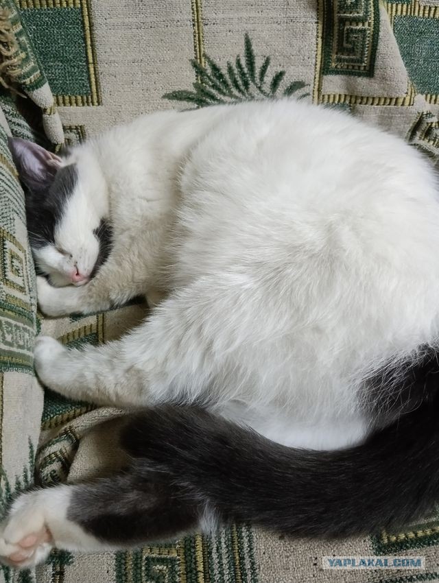 Вы хочите кошек, их есть у меня...