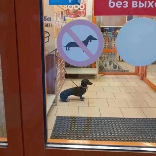 Меня твой шеф прислал