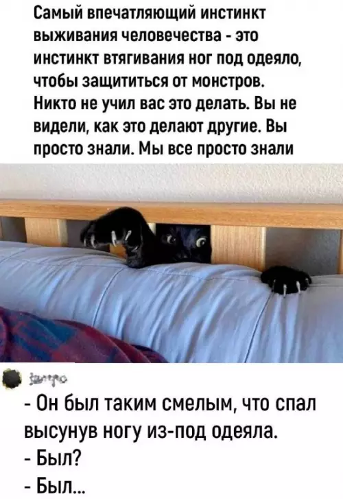 К котовторнику: подборка картинок-баянов с котиками и про котиков. Выпуск 31.