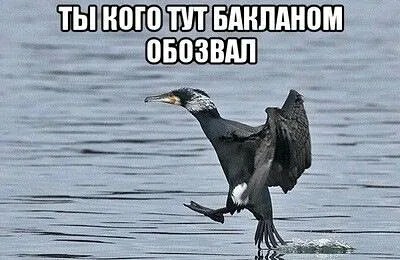 Бакланы уничтожают рыбу.