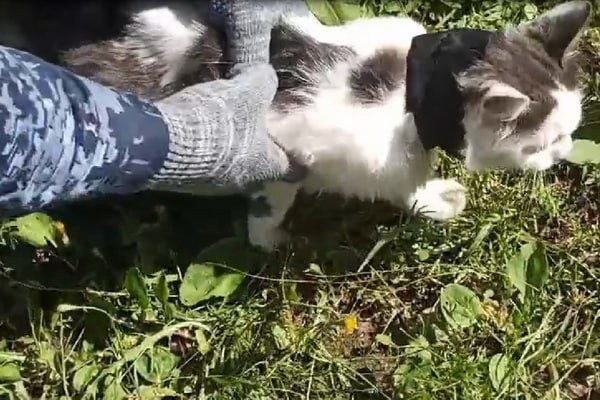 Кота-наркокурьера задержали у колонии в Нижегородской области