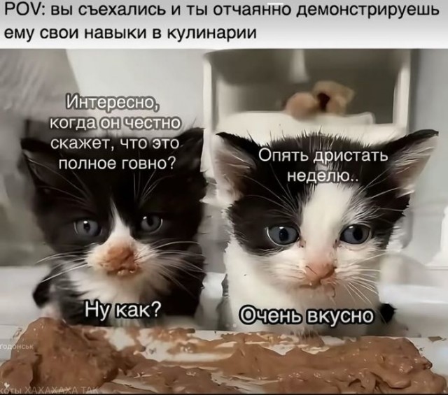 Всемирный день котиков.