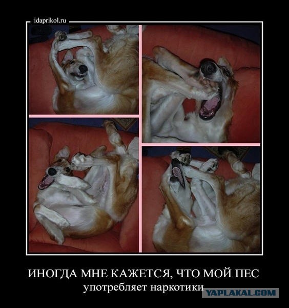 Собака, ты все перепутала…