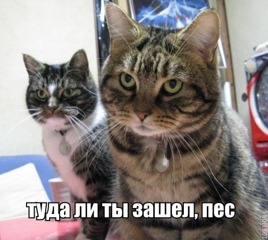 Бухгалтерии псто!
