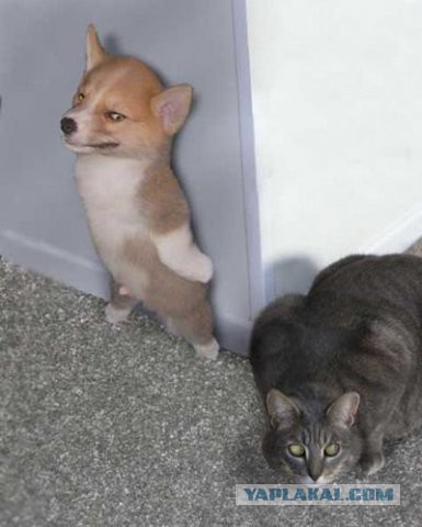 В мире животных