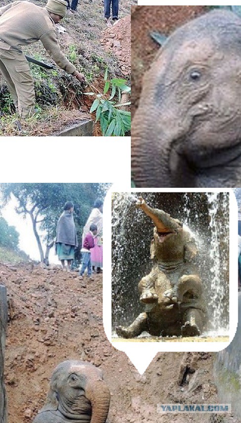 Индийские сельчане спасли слоненка