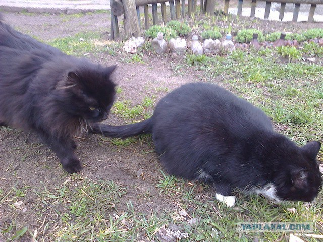 Котовторник 22.04.2014