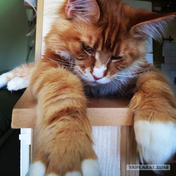 Котовторник 20.05.2014