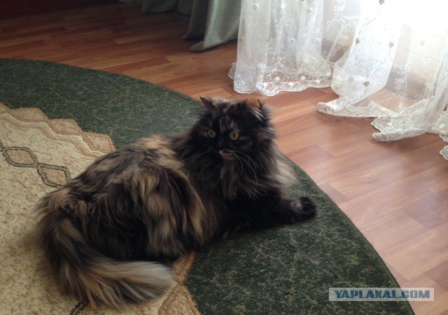 Котовторник 10.06.2014