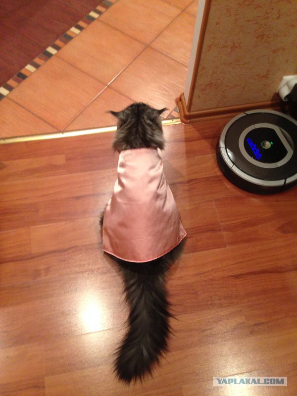 Котовторник 22.07.14