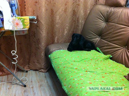 Пришол зобакен