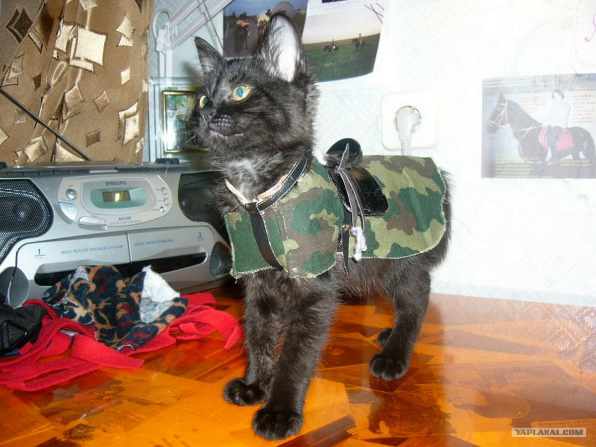 Кошачья армия