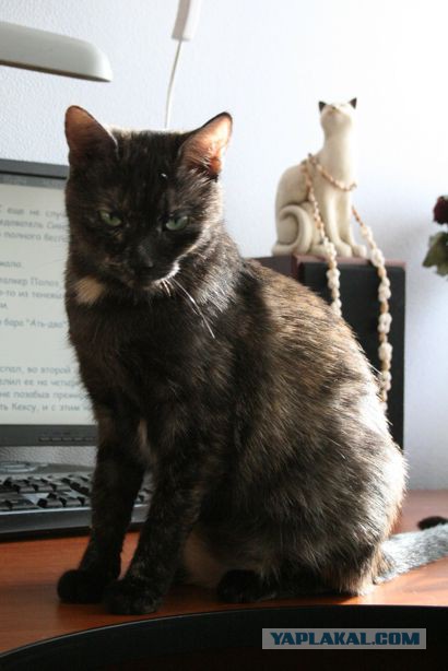Котовторник