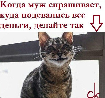 17 фотографий котов