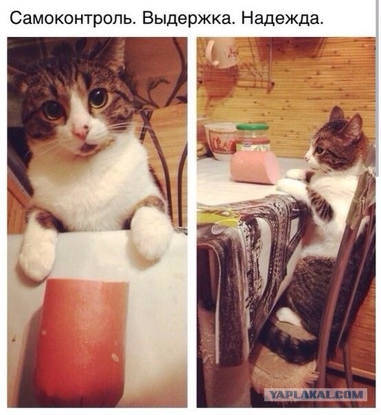 Картинки и приколы из соцсетей