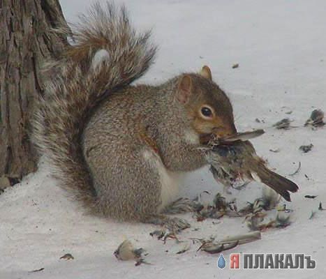 БЕЛКИ. Все про белок, прикольные белки!
