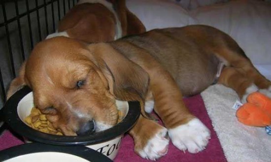 10 удивительных фактов о том, как спят животные