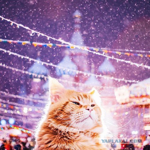 Котовторник 19.01.2016