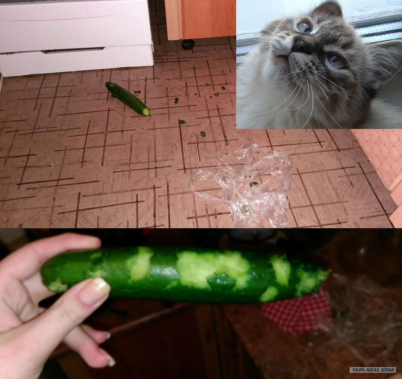 Кот и огурец приколы