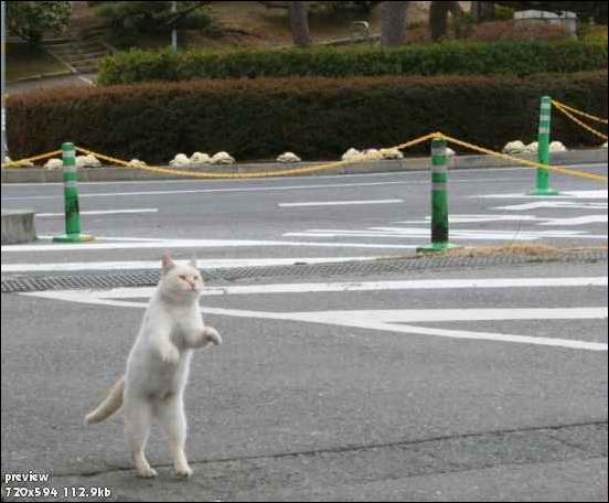 Коты, кошки, котята