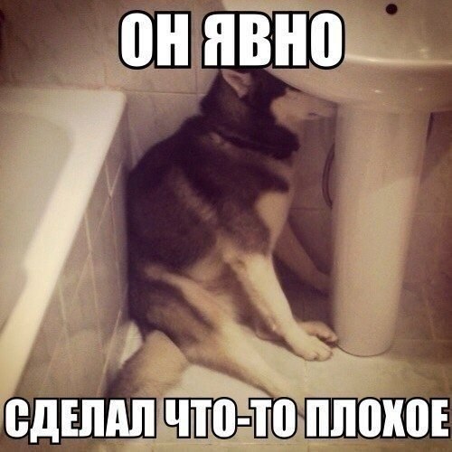 Мохнатые беспредельщики