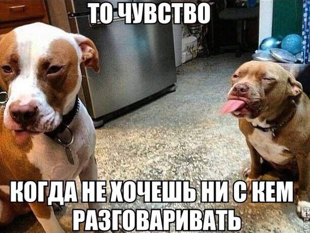 Мохнатые беспредельщики