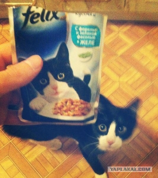 Кот мешает читать ЯП