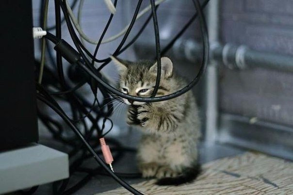 Коты из сети