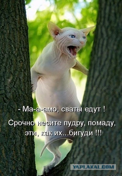 Прикольные картинки