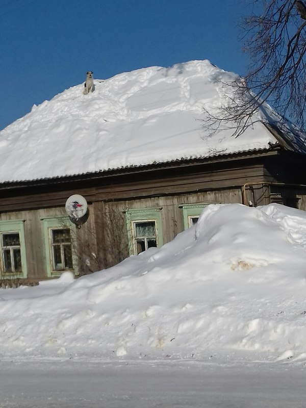 Порция картинок