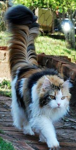 Коты и Кошки