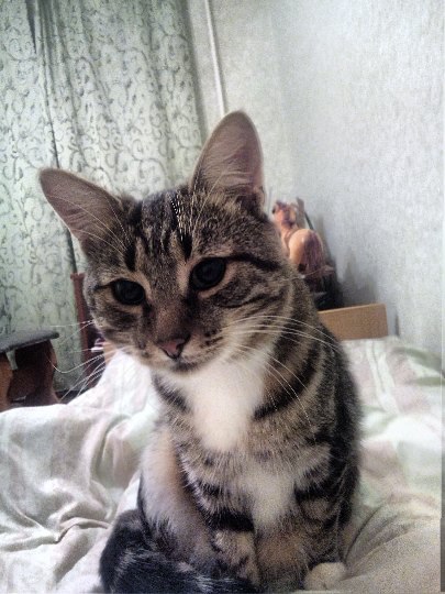 Коты и Кошки