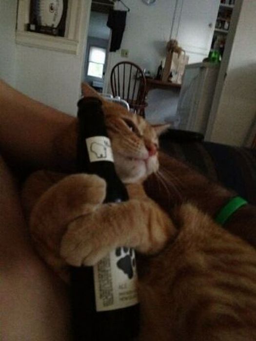 Коты и Кошки