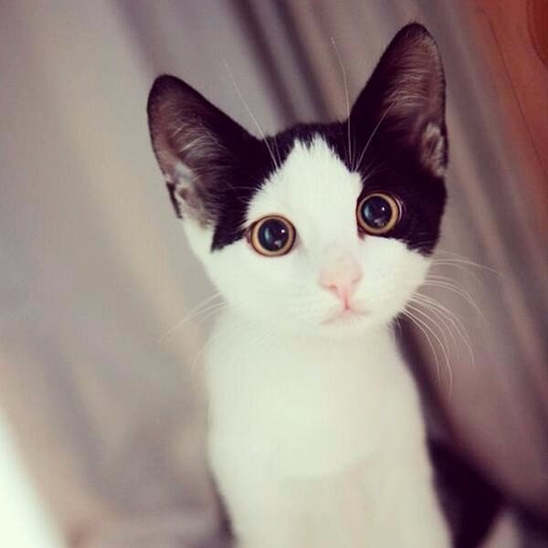 Коты и Кошки