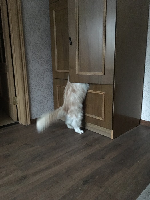 Котовторник 16.01.2018
