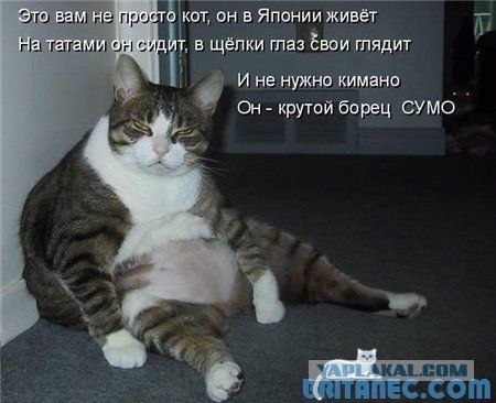 Про котов...