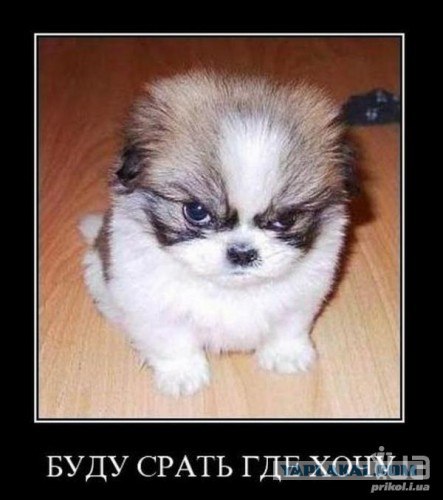 Паркуюсь как хочу!