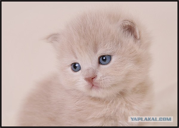 Даёшь Котовторник на ЯПе! (29.07.08)