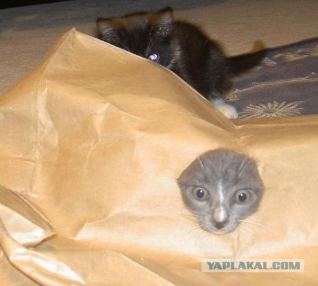 Котовторник на ЯПлакалъ