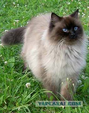 Котовторник (16.09.08)