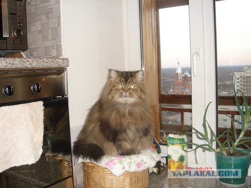 Вторничный котометъ на ЯПлакалъ