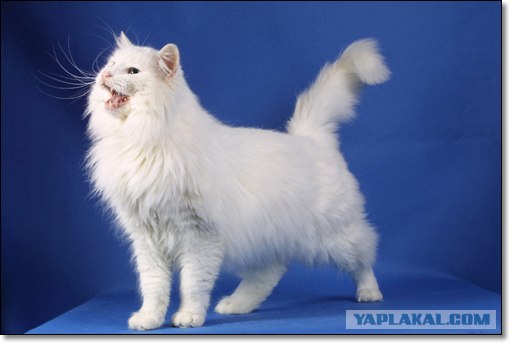 Котовторник (06.01)