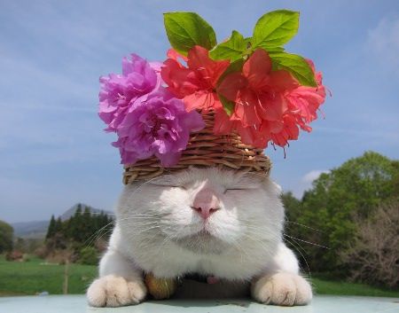 Прикольных котов пост