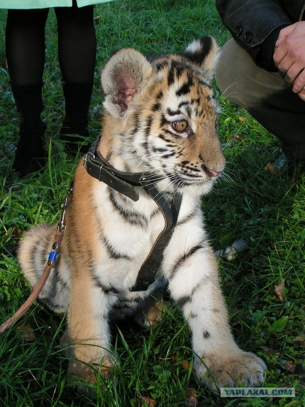 Котовторник (02.06.2009)