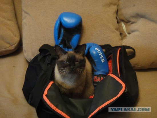 Выставка кошек
