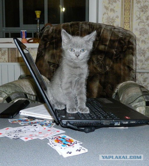 Котовторник! 08.11.11