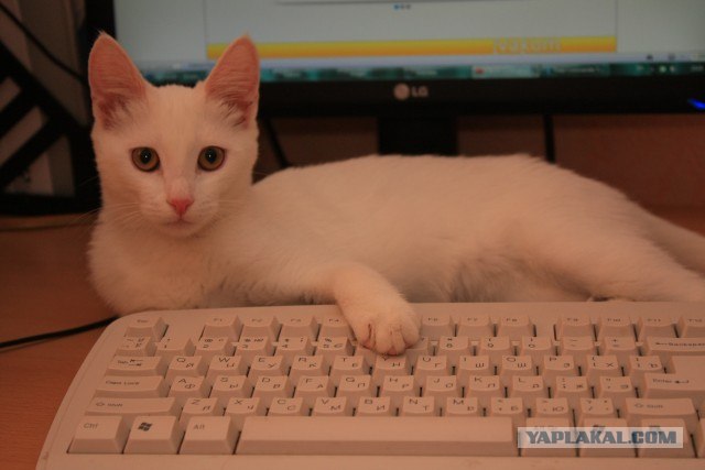 Котовторник  28.08.12