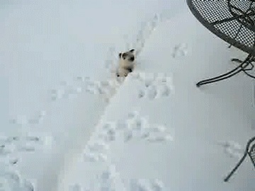 Зимний котёнок нападает!